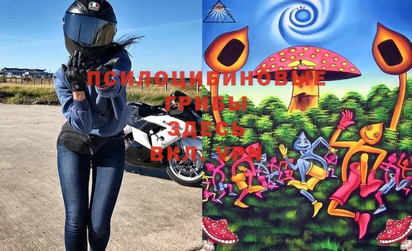 индика Бородино